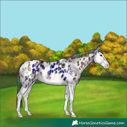 Horse Color:Painted Buckskin Onyx Appaloosa  and Painted Liver Chestnut Splash Appaloosa 