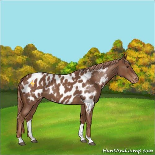 Horse Color:Red Roan Appaloosa 