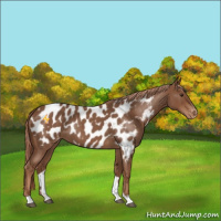 Horse Color:Red Roan Appaloosa 