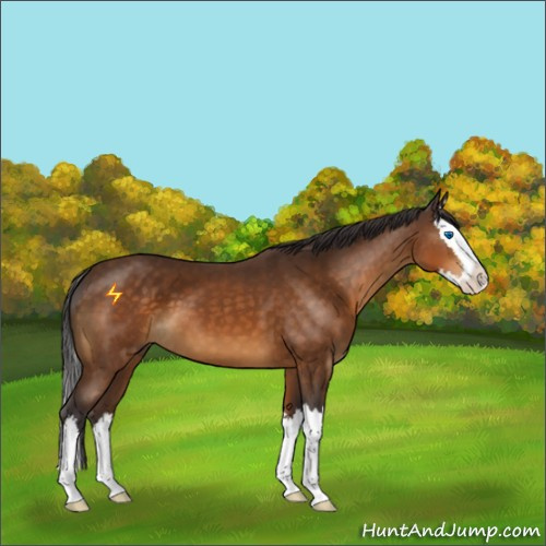 Horse Color:Buckskin Sabino Splash 