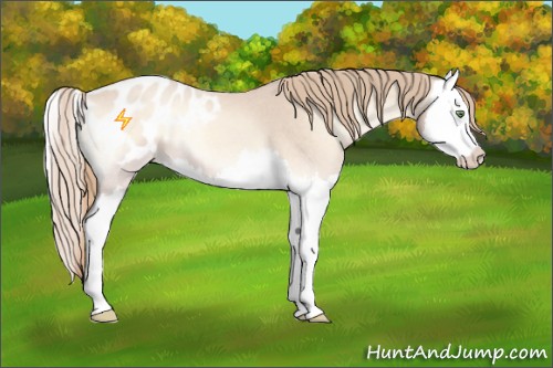 Horse Color:Perlino Roan Onyx Splash Appaloosa 