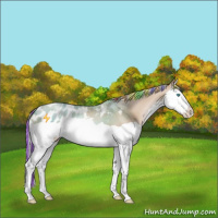 Horse Color:Painted Chocolate Palomino Pearl Splash Appaloosa 