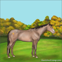 Horse Color:Amber Champagne 