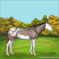 Horse Color:Painted Buckskin Roan Splash Blanket 