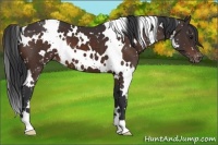 Horse Color:White Spotted Brown Appaloosa