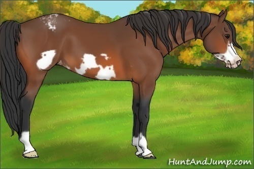 Horse Color:Bay Frame Appaloosa 