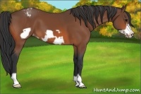 Horse Color:Bay Frame Appaloosa 