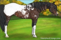 Horse Color:Brown Appaloosa 