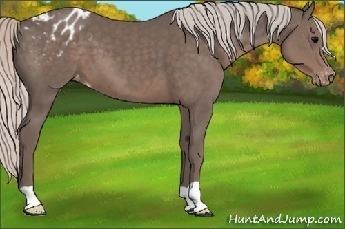 Horse Color:Silver Black Appaloosa