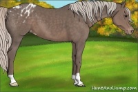 Horse Color:Silver Black Appaloosa 