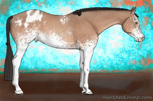 Horse Color:White Spotted Sable Champagne Varnish 