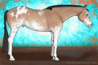 Horse Color:White Spotted Sable Champagne Appaloosa