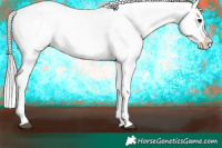Horse Color:Silver Brown Appaloosa 