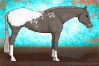 Horse Color:Silver Black Appaloosa