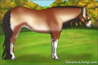 Horse Color:Bay Onyx 