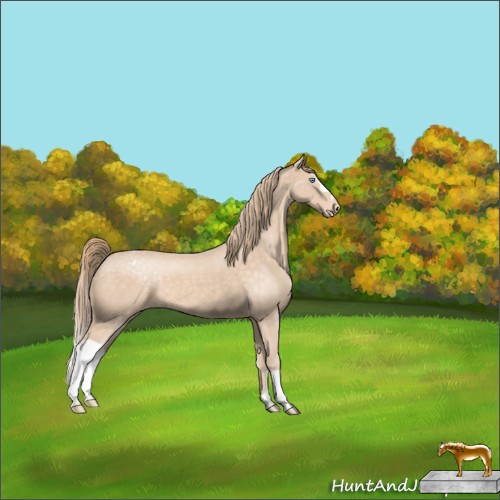 Horse Color:Perlino Appaloosa 