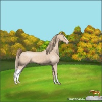 Horse Color:Perlino Appaloosa 