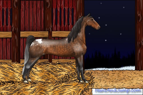 Horse Color:Buckskin Appaloosa 