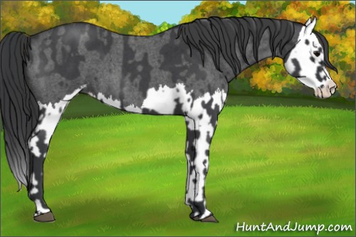 Horse Color:Blue Roan Sabino Splash and Blue Roan Sabino Splash