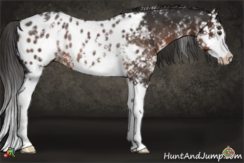 Horse Color:White Spotted Liver Chestnut Splash Appaloosa Rabicano