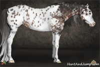 Horse Color:White Spotted Liver Chestnut Splash Appaloosa Rabicano 