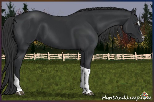 Horse Color:Black Sabino Tobiano