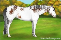 Horse Color:White Spotted Bay 