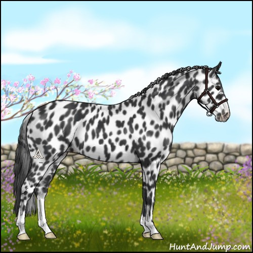 Horse Color:Black Appaloosa 