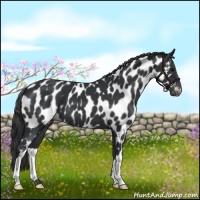 Horse Color:Black Appaloosa