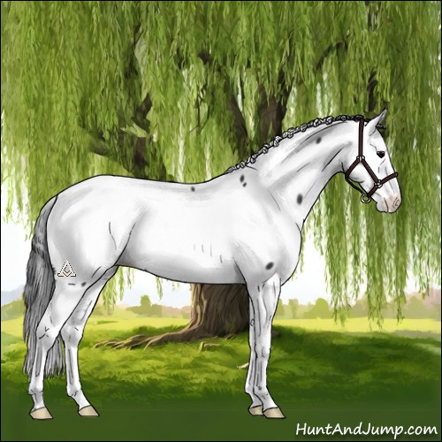 Horse Color:Black Appaloosa