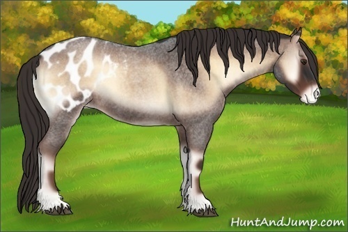 Horse Color:Liver Red Onyx Roan Blanket 