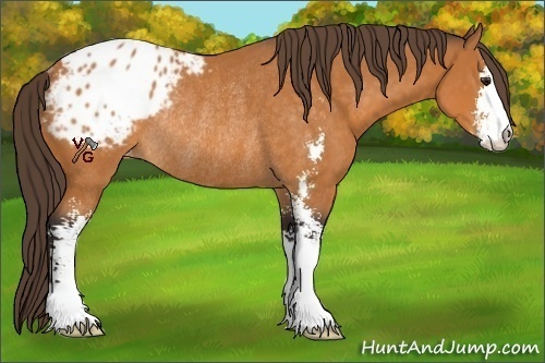 Horse Color:Buckskin Sabino Appaloosa Rabicano 