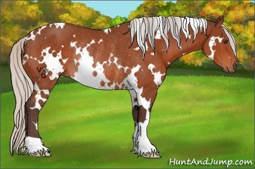Horse Color:White Spotted Silver Brown Rabicano 