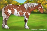 Horse Color:White Spotted Silver Brown Rabicano