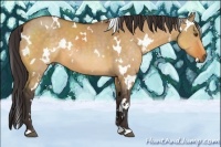 Horse Color:White Spotted Buckskin Dun 