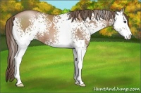 Horse Color:White Spotted Black Pearl Sabino 