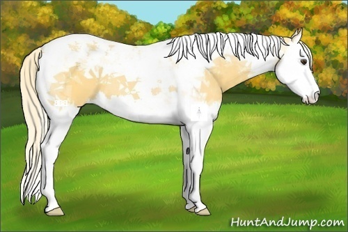 Horse Color:Palomino Splash Tobiano 