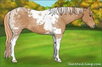 Horse Color:Chestnut Tobiano
