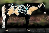 Horse Color:Palomino Splash Tobiano 