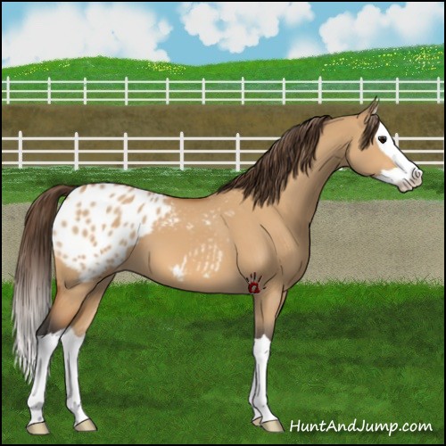 Horse Color:Bay Dun Splash Appaloosa 