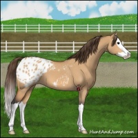 Horse Color:Bay Dun Splash Appaloosa 