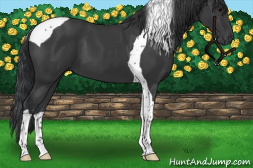 Horse Color:Black Tobiano 