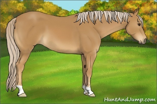 Horse Color:Palomino