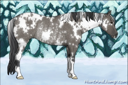 Horse Color:White Spotted Grullo Rabicano 