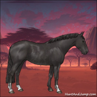 Horse Color:Smoky Black  and Smoky Black Rabicano 
