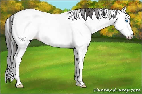 Horse Color:Platinum White Spotted Grullo Splash Appaloosa 