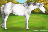 Horse Color:Platinum White Spotted Grullo Sabino Splash Appaloosa 