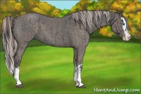 Horse Color:Blue Roan Sabino Splash  and Silver Blue Roan Sabino Splash 