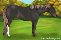 Horse Color:Liver Chestnut 