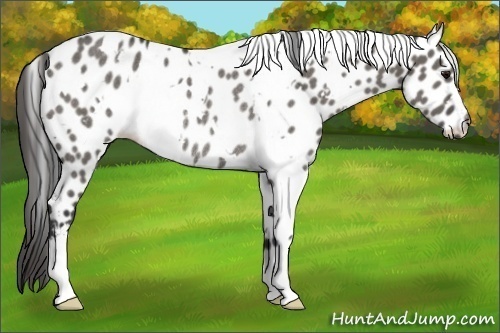 Horse Color:White Spotted Grullo Appaloosa Rabicano